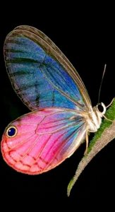 ​蝶一庄周梦蝶