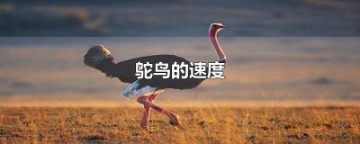 ​鸵鸟的速度