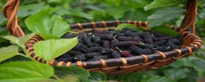 ​白色桑葚和黑色桑葚的区别