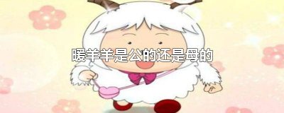 ​公羊和母羊的区别是什么 绵羊是公的还是母的