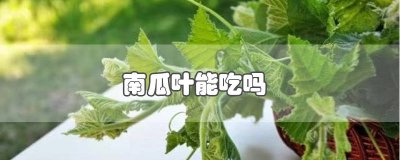 ​南瓜叶能吃吗? 什么南瓜叶都可以吃吗