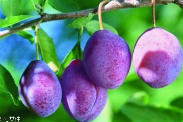 西梅和乌梅的区别 有这些区别