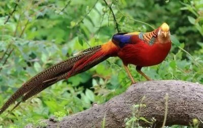 ​国家二级保护动物有哪些，国家一级二级保护动物都有哪些？