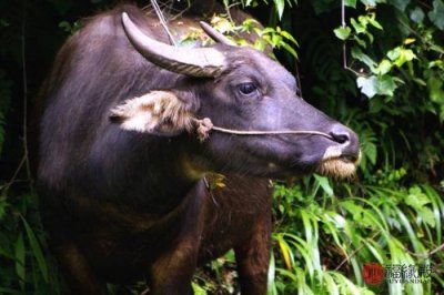 ​1997年的牛女什么时候动婚（1997年属牛女的婚姻幸福吗）