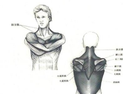 ​如何练肩不让斜方肌变大(练肩练到斜方肌)