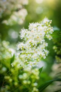 ​辟邪最灵的20个物件 辟邪最厉害的是什么