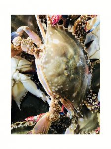 ​飞蟹是什么（飞蟹相关介绍）