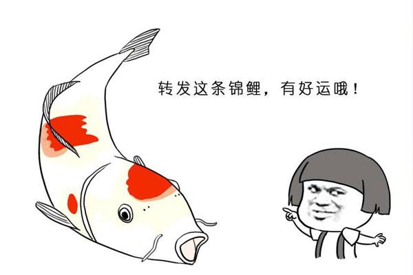 求锦鲤是什么意思（求锦鲤的意思）