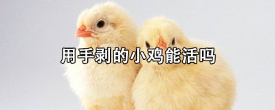 ​用手剥的小鸡能活吗 小鸡出壳可以帮它剥壳吗
